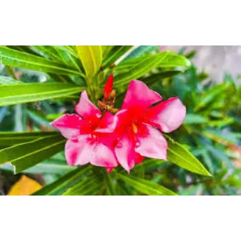 Best Arali Flowers 1a-arali flower-2682998-66069.webp